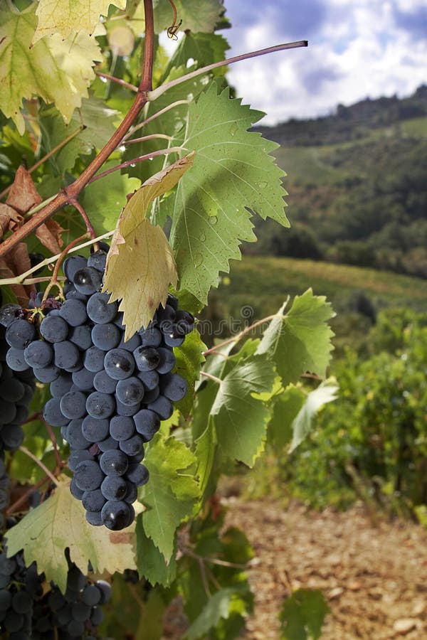Uvas maduras de Sangiovese, Chianti, Toscânia