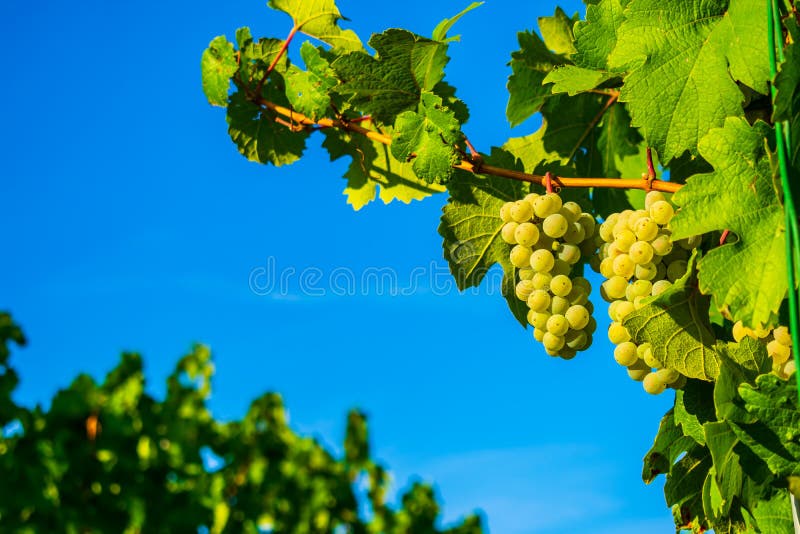Uvas na videira na frente do céu azul imagem de stock royalty free Uvas na videira na frente do céu azul imagem de stock royalty free