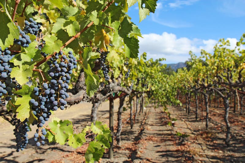 Uvas na videira no Napa Valley de Califórnia foto de stock Uvas na videira no Napa Valley de Califórnia foto de stock