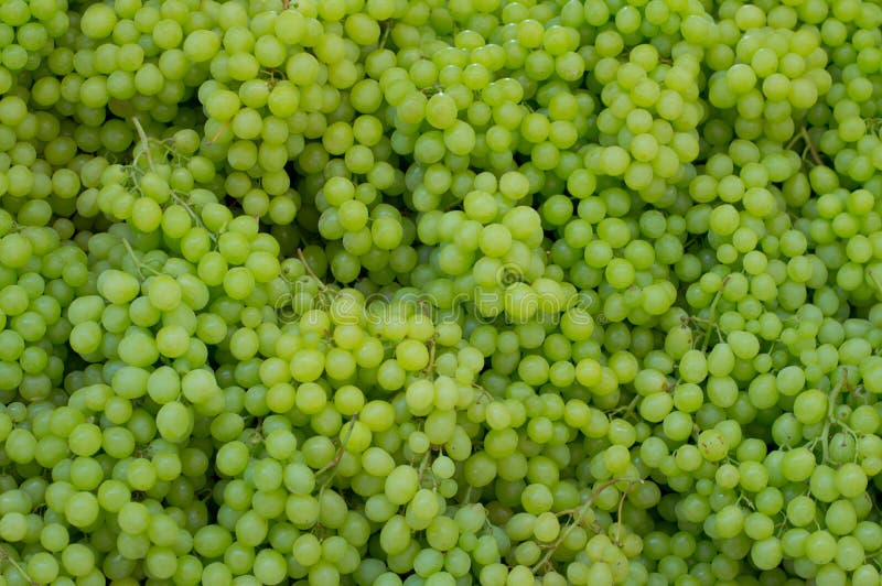 Uvas para vinho brancas em um mercado Vista superior Close-up fotografia de stock royalty free Uvas para vinho brancas em um mercado Vista superior Close-up fotografia de stock royalty free