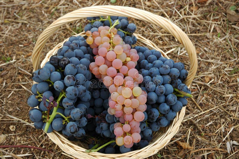 Uvas rojas y blancas del vino, Chianti, Italia fotografía de archivo Uvas rojas y blancas del vino, Chianti, Italia fotografía de archivo