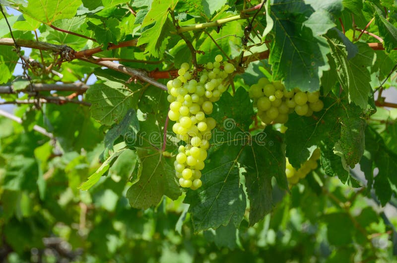Uvas verdes fotos de archivo Uvas verdes fotos de archivo