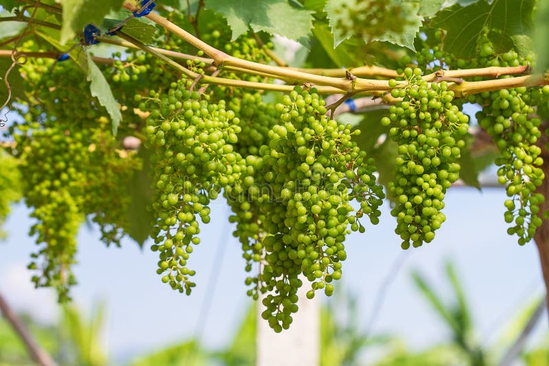 Uvas verdes jovenes imagen de archivo. Imagen de abundante 50070189
