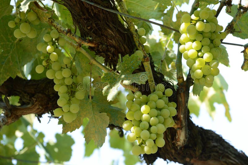 Uvas verdes verdes no vinhedo iluminado pela luz solar foto de stock Uvas verdes verdes no vinhedo iluminado pela luz solar foto de stock