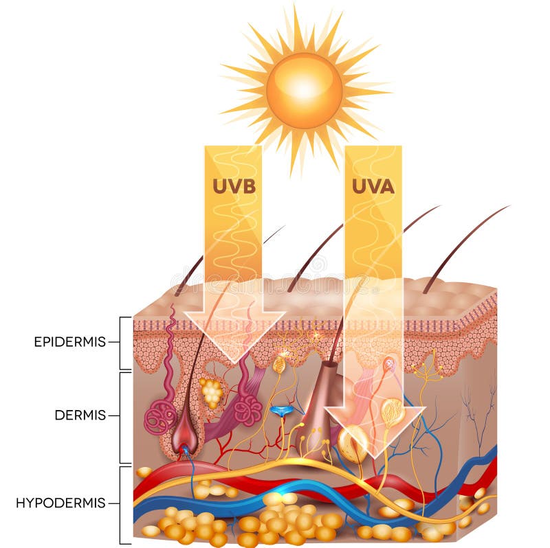 UVB a UVA záření proniknout do kůže.