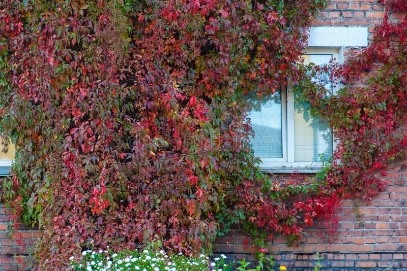 Uve sulla parete della casa Paesaggio d'autunno di uva con foglie rosse intorno ai finestrini immagine stock libera da diritti Uve sulla parete della casa Paesaggio d'autunno di uva con foglie rosse intorno ai finestrini immagine stock libera da diritti