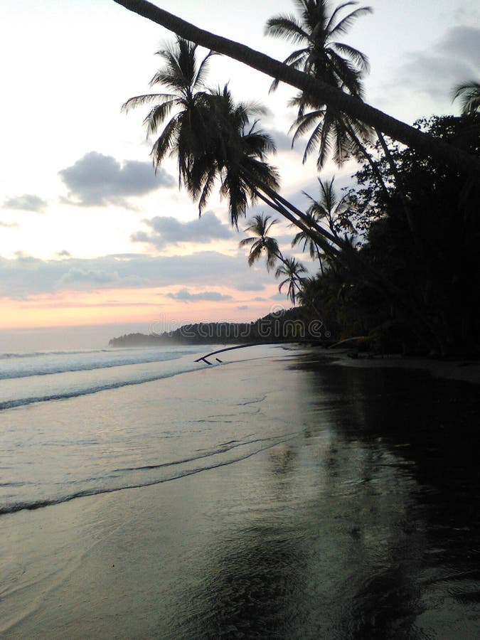 Uvita beach stock image. Image of trees, rica, uvita 97374653