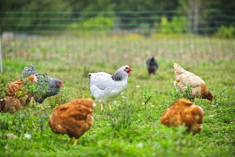 Uwalnia pasmo kurczaki na gospodarstwie rolnym