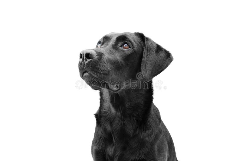 Uważny czarny labrador pies wyszukujący widok z boku. izolowany na białym tle. koncepcja posłuszeństwa