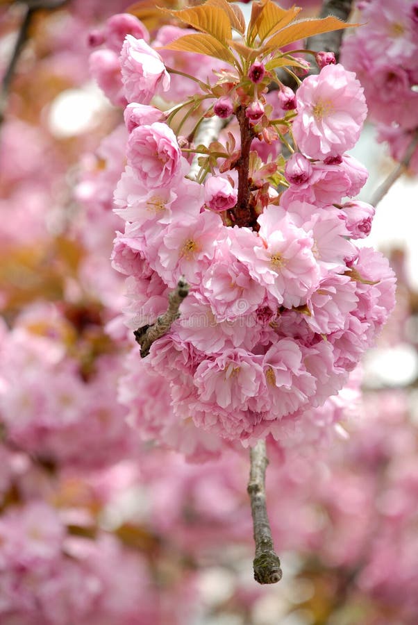 Uzhgorod De  Sakura  UA De  Fleur  Photo stock Image du 