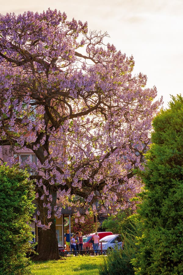 paulownia tree in the town center