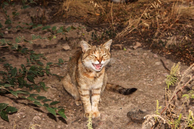 Red cat`s smile. A stray cat in the dry grass,. Red cat`s smile. A stray cat in the dry grass,