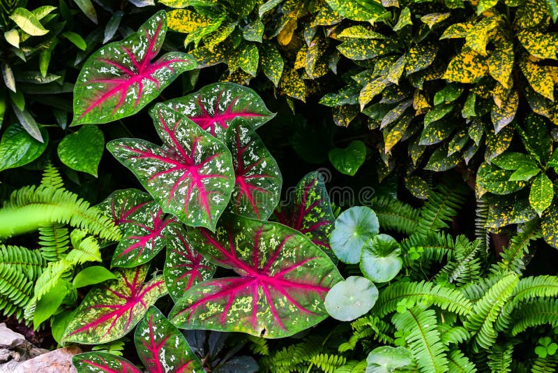 Vários Tipos De Flores Decorativas, De Folhas Verdes Naturais Da Samambaia,  De Ambiente E De Ecologia, Jardim Colorido Foto de Stock - Imagem de  planta, exterior: 151434146