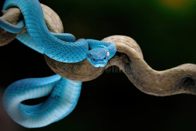 Cobra Víbora Azul Closeup Rosto Generativo Ai Foto Royalty Free