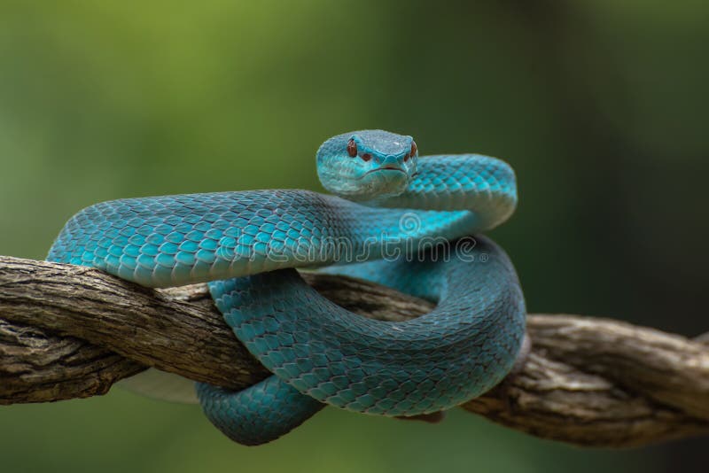 Cobra víbora azul no galho, cobra víbora pronta para atacar, insularis azul