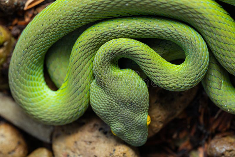 Serpente Azul De Cobra De Víbora Cabeça De Serpente De Víbora Foto