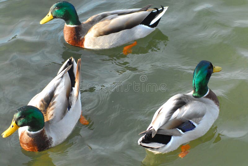 Drei Stockenten, Die Ruhig In Einem Teich Mit Haarscharfem