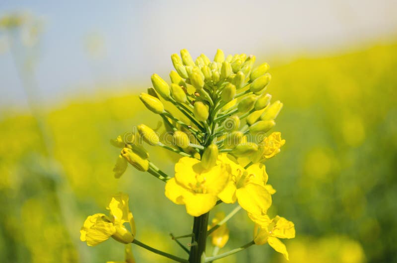 v?ldta Rapsfr?f?lt under blomning Blomk?l, kinak?l och k?l p? tr?sk?rbr?da Oljefr?kultur Jordbruk lantbruk Slapp selektiv fokus _ arkivbilder v?ldta Rapsfr?f?lt under blomning Blomk?l, kinak?l och k?l p? tr?sk?rbr?da Oljefr?kultur Jordbruk lantbruk Slapp selektiv fokus _ arkivbilder
