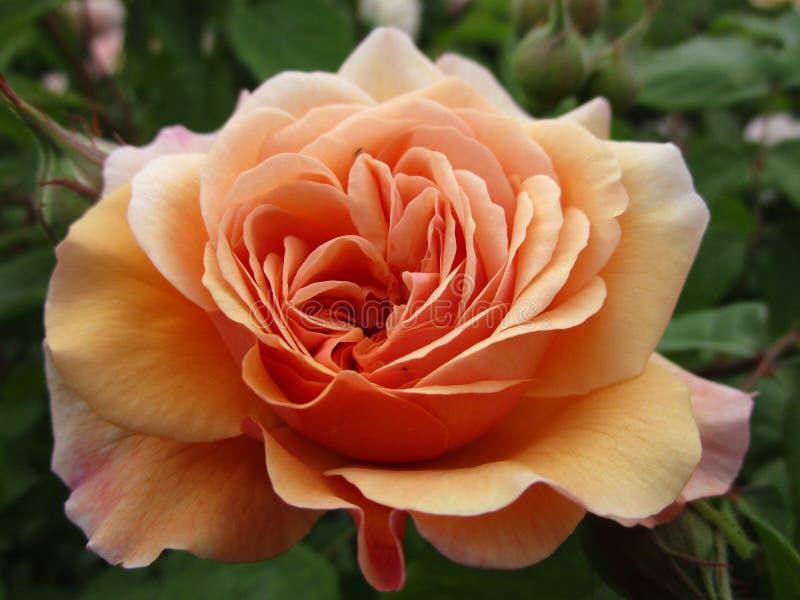 V?rpersikan steg blommaslutet upp i blom p? drottningen Elizabeth Park fotografering för bildbyråer V?rpersikan steg blommaslutet upp i blom p? drottningen Elizabeth Park fotografering för bildbyråer