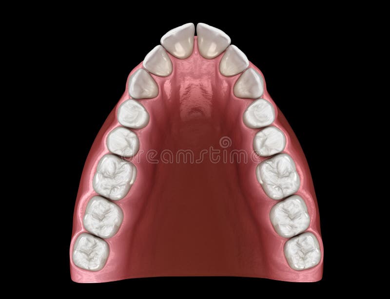 V-shape tapered arch form of maxilla. Medically accurate tooth 3D illustration