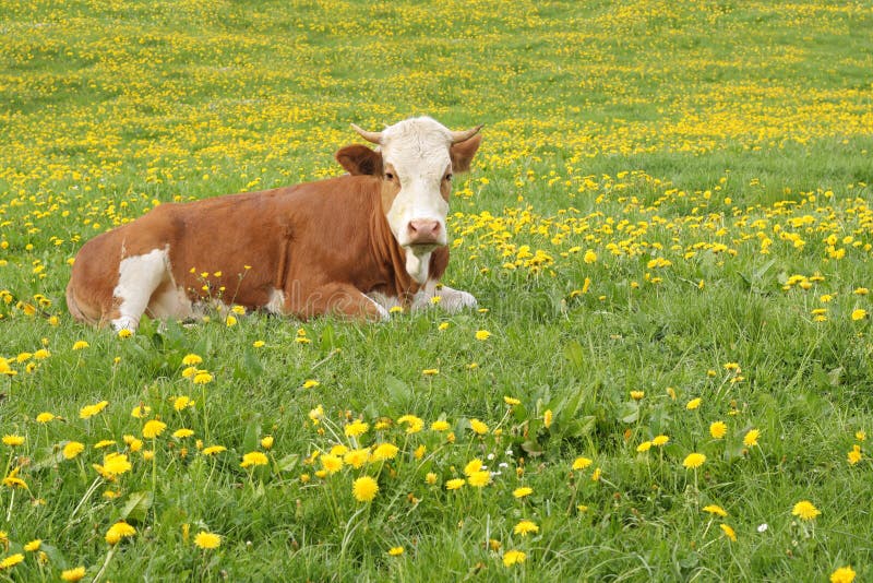 A Vaca Marrom Nova, Bezerra Pasta Em Uma Exploração Agrícola Entre ...