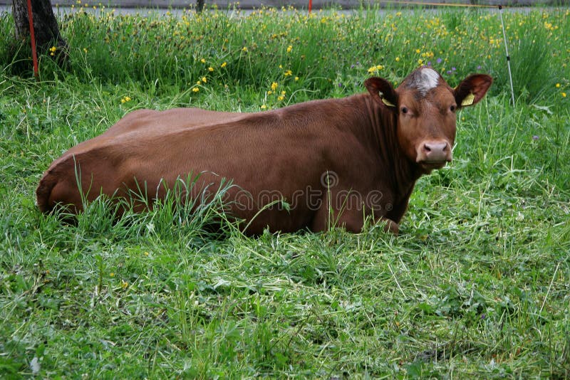 vaca imagens de stock royalty free vaca imagens de stock royalty free