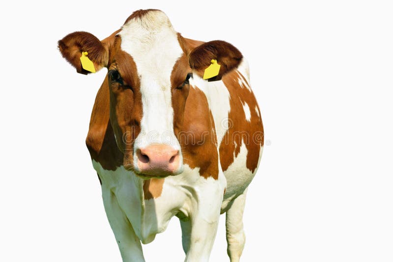 Vaca aislada en blanco imagen de archivo libre de regalías Vaca aislada en blanco imagen de archivo libre de regalías