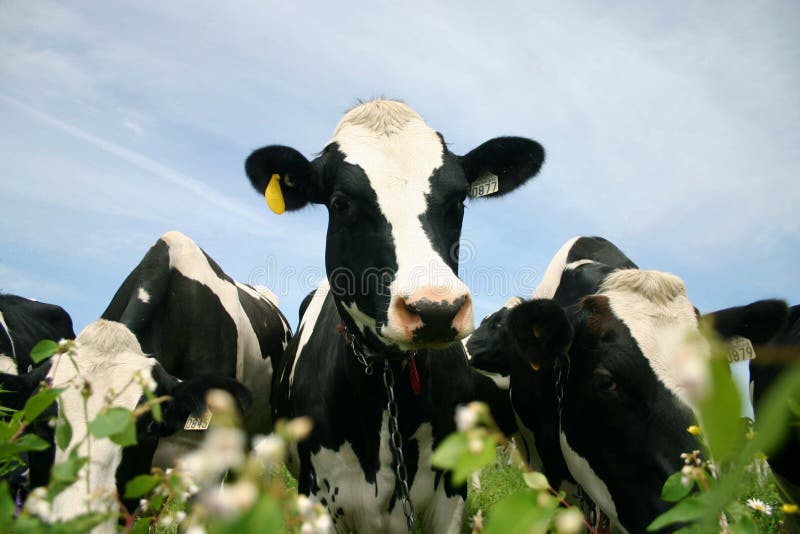 Vaca bonito imagem de stock Vaca bonito imagem de stock