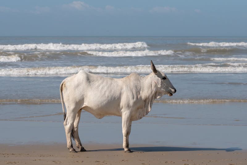 Vaca branca de Nguni na areia na segunda praia, St Johns portuário na costa selvagem em Transkei, África do Sul imagens de stock Vaca branca de Nguni na areia na segunda praia, St Johns portuário na costa selvagem em Transkei, África do Sul imagens de stock