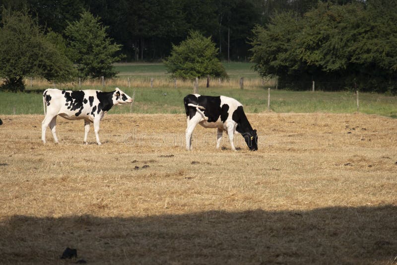 Vaca da raça preto e branco que está no campo da grama seca foto de stock royalty free