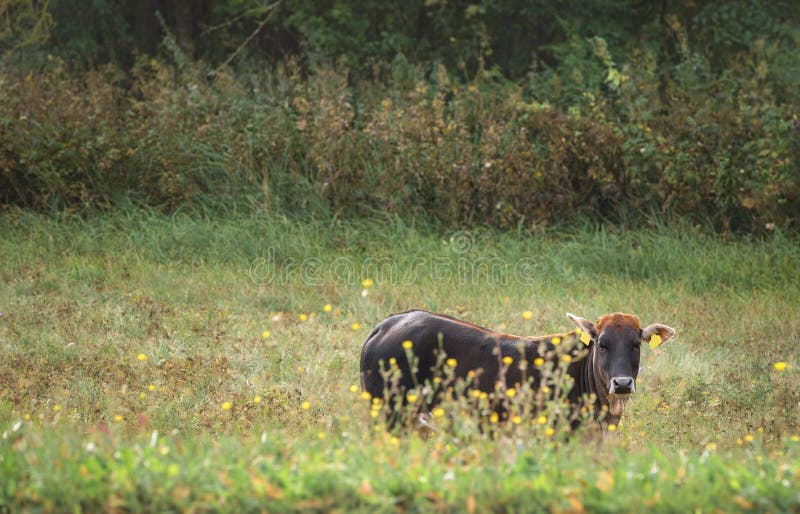 Vaca de Brown com golpes alaranjados em um pasto imagem de stock Vaca de Brown com golpes alaranjados em um pasto imagem de stock