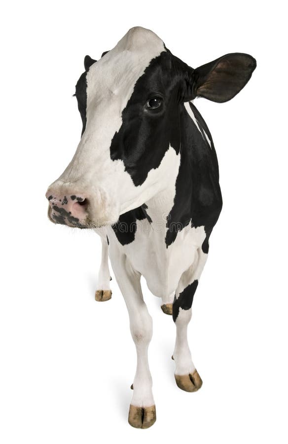 Vaca de Holstein, 5 años, colocándose imagenes de archivo Vaca de Holstein, 5 años, colocándose imagenes de archivo