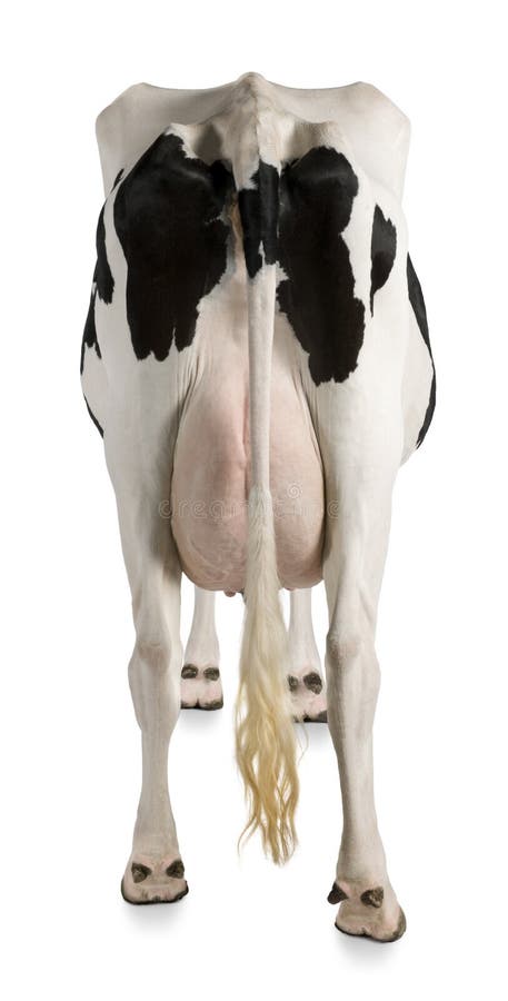 Vaca de Holstein, 5 años, visión trasera foto de archivo libre de regalías Vaca de Holstein, 5 años, visión trasera foto de archivo libre de regalías