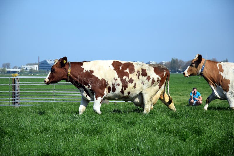 Vaca de Holstein del holandés en los granjeros estables
