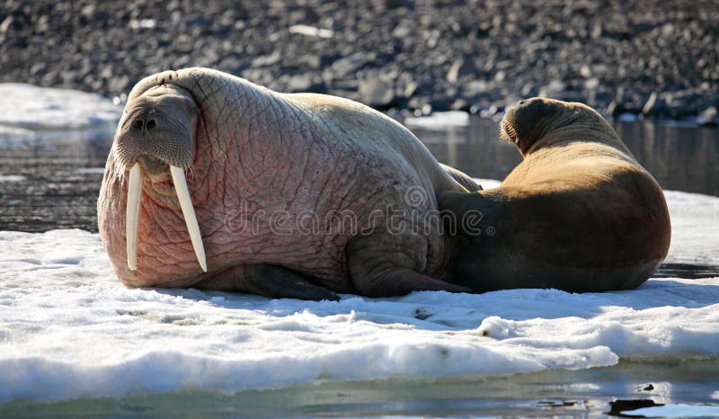 Walrus cow with cub on ice floe. Walrus cow with cub on ice floe