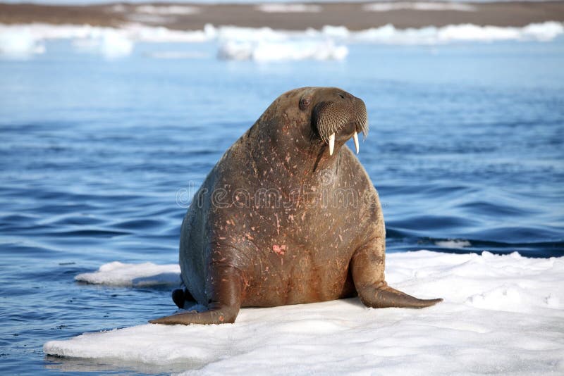 Walrus cow on ice floe - Franz Josef Land. Walrus cow on ice floe - Franz Josef Land