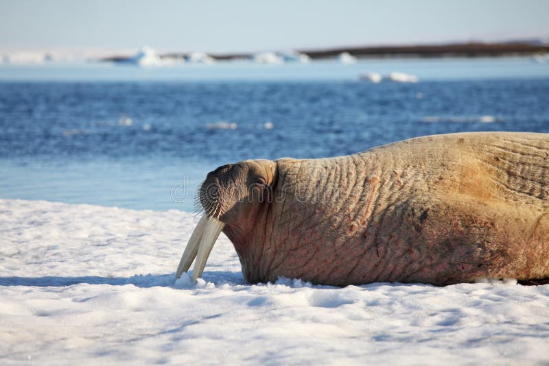 Walrus cow on ice floe - Franz Josef Land. Walrus cow on ice floe - Franz Josef Land