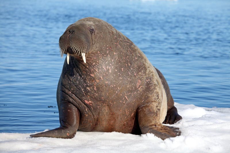 Walrus cow on ice floe - Franz Josef Land. Walrus cow on ice floe - Franz Josef Land