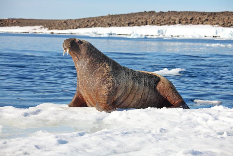 Walrus cow on ice floe - Franz Josef Land. Walrus cow on ice floe - Franz Josef Land