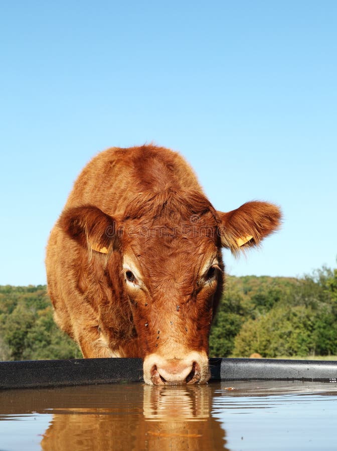 Vaca de Limousin que bebe com reflexão