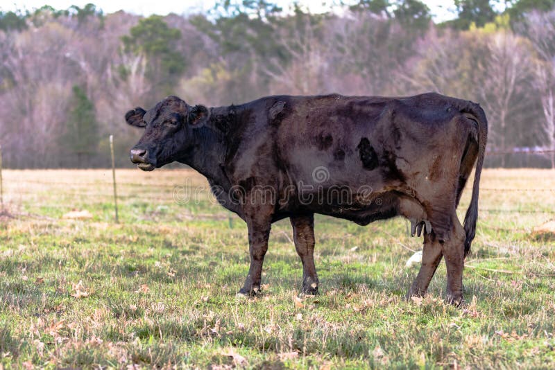 Vaca del mestizo de Angus en primavera temprana foto de archivo libre de regalías Vaca del mestizo de Angus en primavera temprana foto de archivo libre de regalías