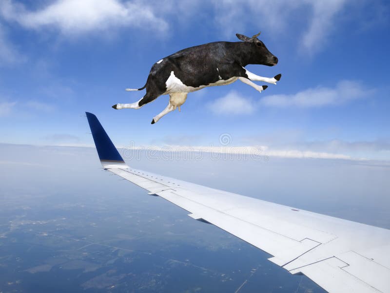 Vaca divertida del vuelo, avión, viaje imagen de archivo libre de regalías Vaca divertida del vuelo, avión, viaje imagen de archivo libre de regalías