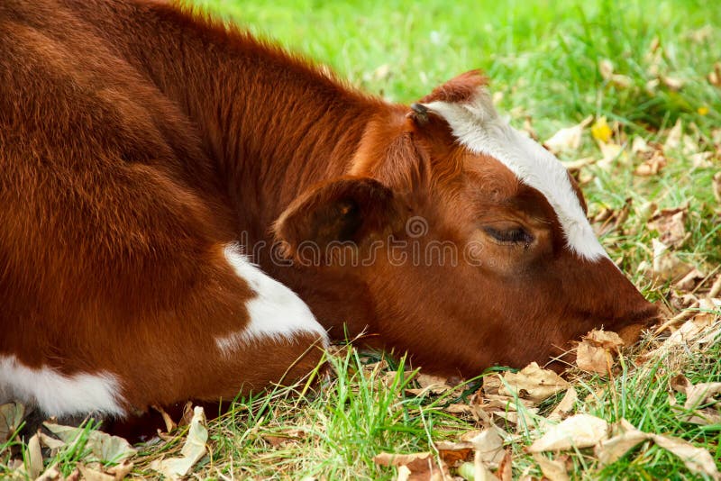 Vaca doente triste foto de stock Vaca doente triste foto de stock