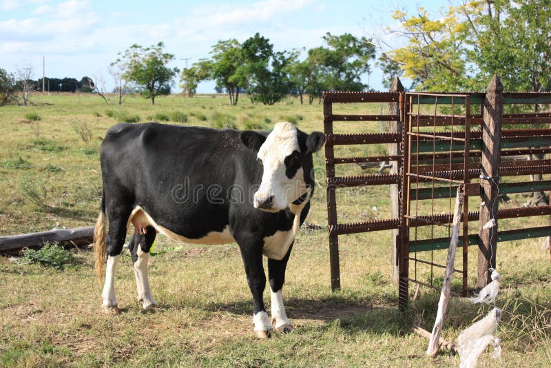Vaca em uma exploração agrícola imagem de stock Vaca em uma exploração agrícola imagem de stock