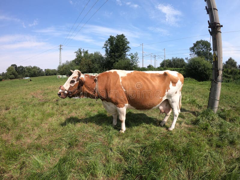 Vaca en pastos de verano 5. Vaca en prados de verano