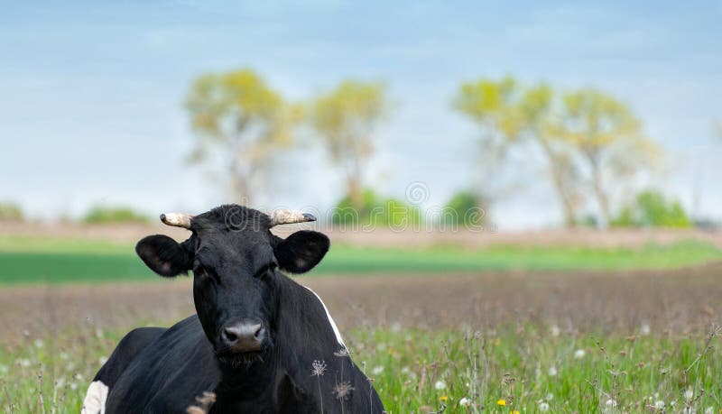 Vaca en un pasto de verano imagen de archivo. Imagen de agricultura -  186255249
