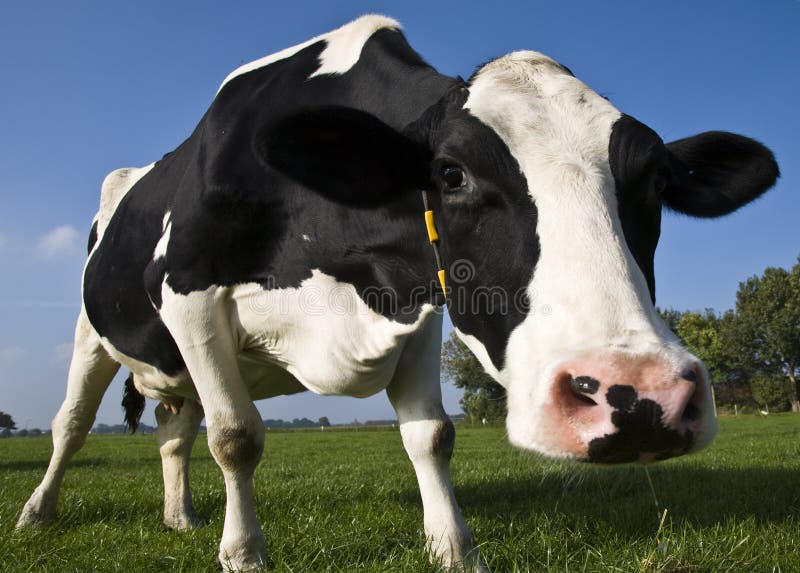 Vaca holandesa foto de archivo. Imagen de prado, pasto - 6707364