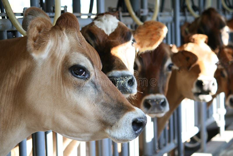 Profile view of a dairy cow. Profile view of a dairy cow.