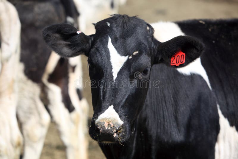 Vaca lechera imágenes de archivo libres de regalías Vaca lechera imágenes de archivo libres de regalías
