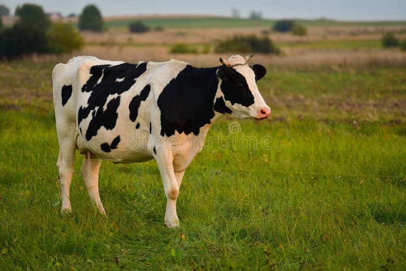 White-and-black dairy cow in pasture at sunset, closeup shot. White-and-black dairy cow in pasture at sunset, closeup shot